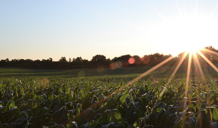 SCOTUS Invalidates Agricultural Act in United States v Butler (1936)