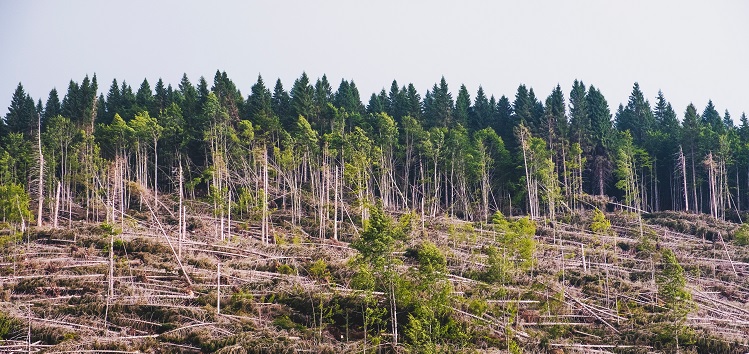 Massachusetts v. EPA